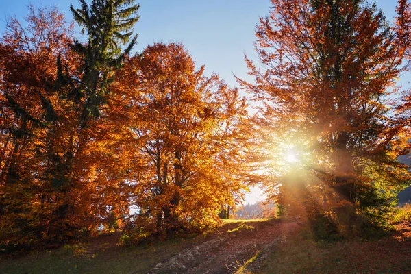 Belo Outono Paisagem Brilhante Com Sol Brilhando Através Das Árvores — Fotografia de Stock