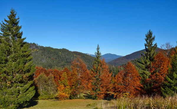 Güzel Sonbahar Dağ Manzarası Ile Parlak Ağaçlar Karpat Ukrayna Europe — Stok fotoğraf
