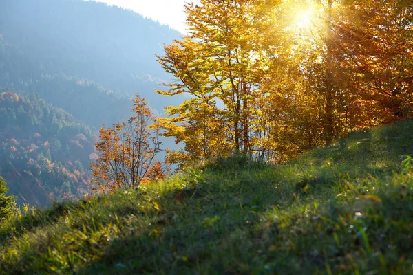 Bela Paisagem Manhã Outono Com Sol Brilhando Através Árvore — Fotografia de Stock