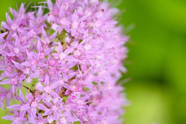 Bahçede pembe küçük çiçek. Güzel çiçek arka plan.