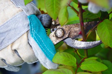 Secateurs ile Bahçe, yakın çekim bahçıvanın el içinde sonbahar budama gül