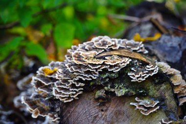 Eski ağaç üzerinde Trametes versicolor mantar