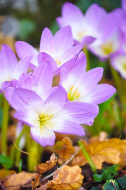 Sonbaharda güzel çiğ çiçekleri (Kolşum sonbaharı)