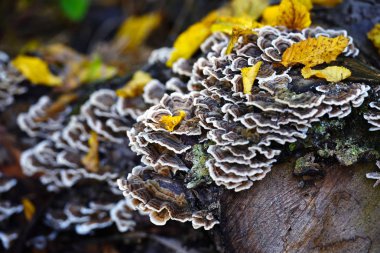 Sonbahar ormandaki Trametes versicolor mantar.