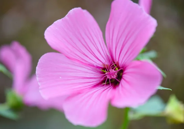 Pink Blooming Hollyhock Mallow Malva Alcea Close — Stock Photo, Image