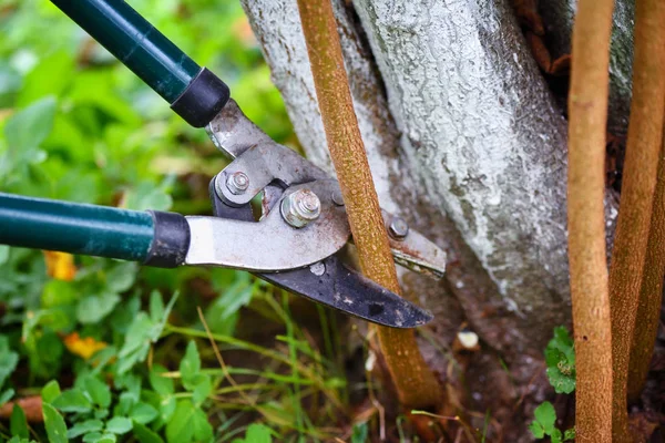 Pruning trees with garden pruners in the autumn garden