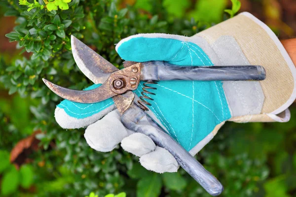 Mão Jardineiro Com Secateurs Velhos Para Trabalhar Jardim — Fotografia de Stock