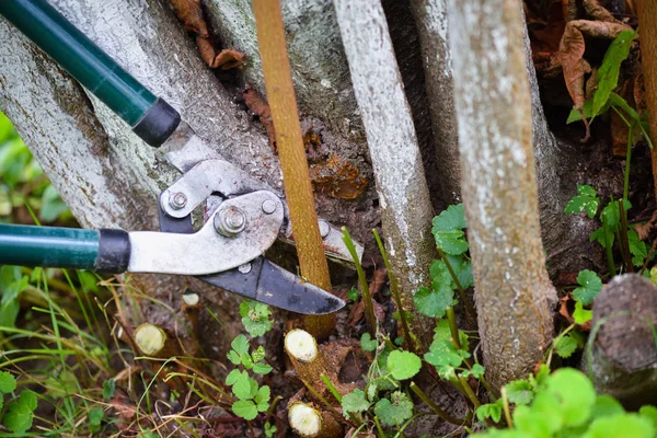 Pruning trees with garden pruners in the autumn garden