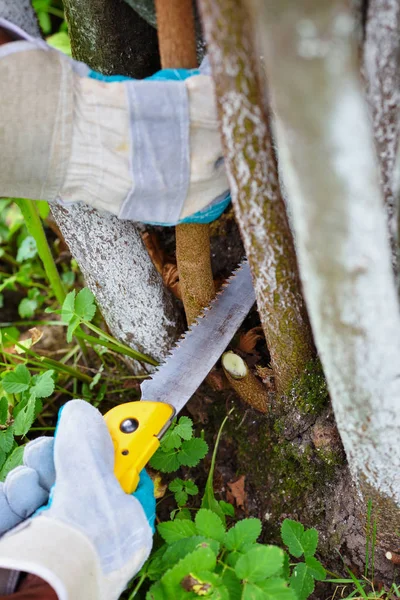 Hände Mit Handschuhen Des Gärtners Bei Wartungsarbeiten Baumschnitt Herbst — Stockfoto