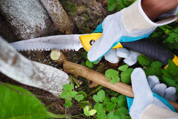 Hände Mit Handschuhen Des Gärtners Bei Wartungsarbeiten Baumschnitt Herbst — Stockfoto