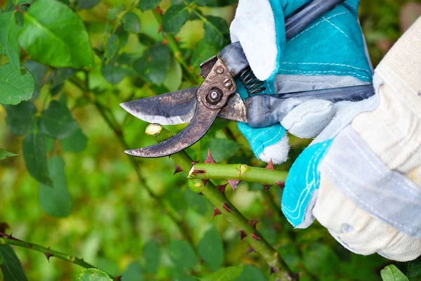 Rosas Poda Otoño Jardín Manos Jardinero Cerca Con Tijeras Podar — Foto de Stock