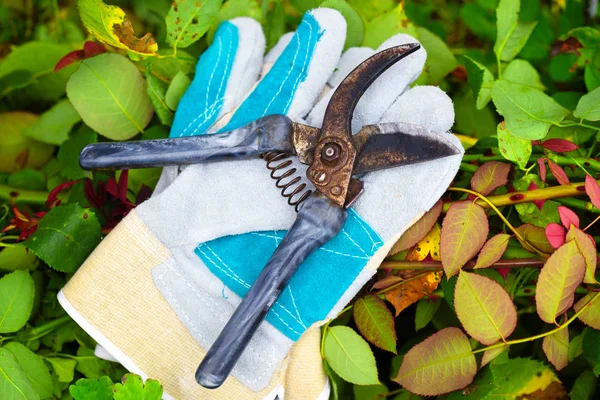 Garden gloves with secateurs for working in the garden