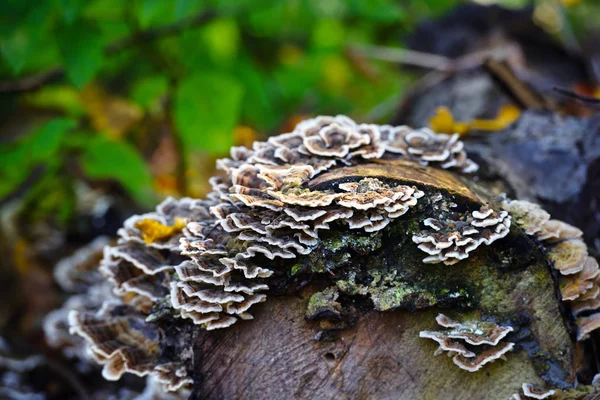 Trametes Versicolor Cogumelo Árvore Velha — Fotografia de Stock