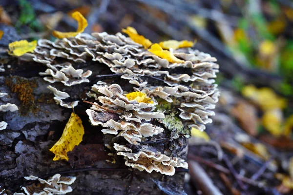 Trametes Versicolor Grzyb Starym Pniu — Zdjęcie stockowe