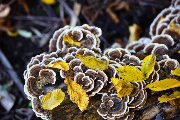 Trametes Versicolor Cogumelo Floresta Outono — Fotografia de Stock