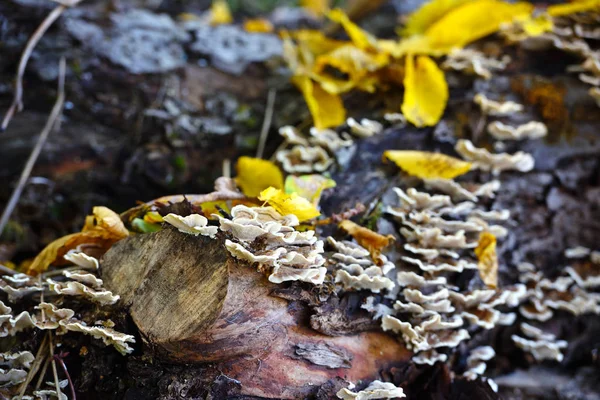 Trametes Versicolor Pilz Auf Dem Alten Baum — Stockfoto