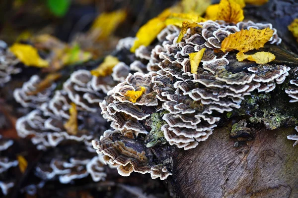 Trametes Versicolor Grzyby Lesie Jesienią — Zdjęcie stockowe