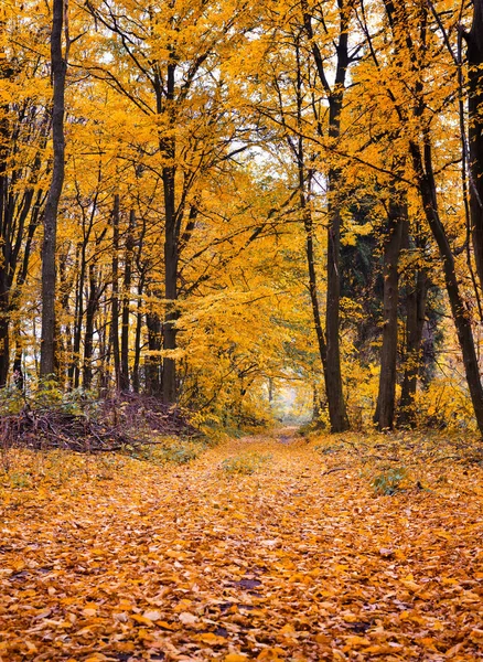 Sonbahar Ormanının Içinden Geçen Yol — Stok fotoğraf