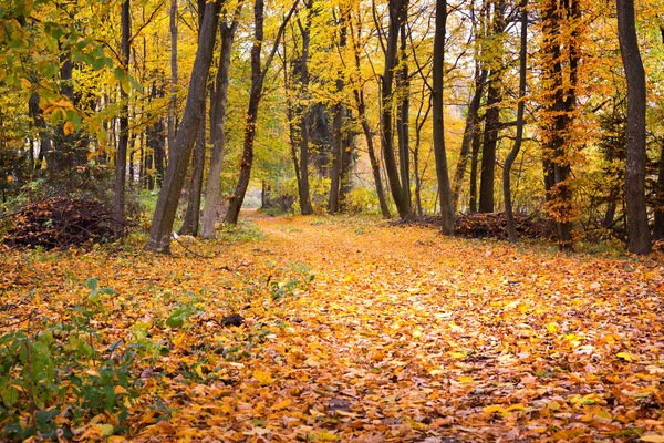 Sonbahar Ormanının Içinden Geçen Yol — Stok fotoğraf