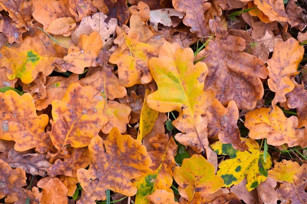 Přírodní Pozadí Spadané Listí Venkovní Podzimní Listí Zemi — Stock fotografie