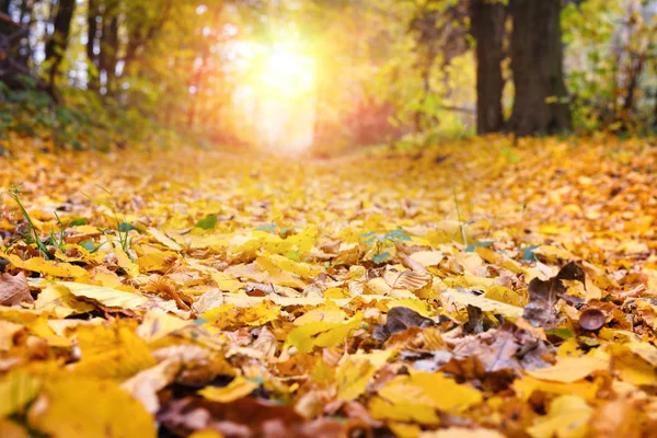 Barevné Listí Zemi Krásném Podzimním Lese — Stock fotografie