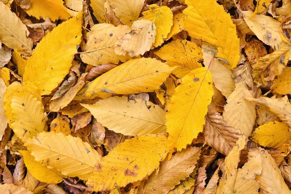 Naturlig Baggrund Faldne Blade Udendørs Efterårsblade Jorden - Stock-foto