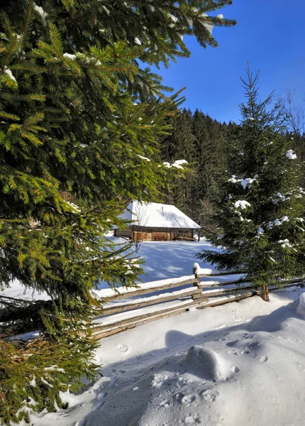 Vinterlandskap Spruses Och Stugan Täckt Snö — Stockfoto