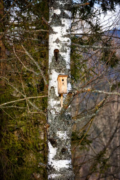 Bahar Bir Huş Grove Bir Ağaçta Kuş Yuvası — Stok fotoğraf