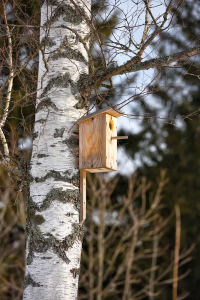 Casa Pássaro Madeira Uma Árvore Vidoeiro Início Primavera — Fotografia de Stock