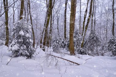 Kış soğuk karlı gün ormanda