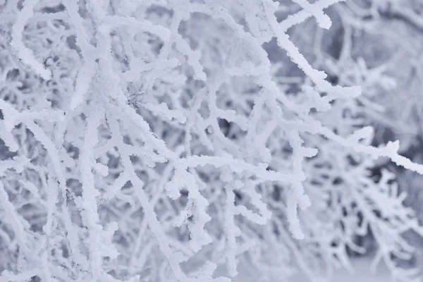 雪と冬の背景は ツリーを分岐します 枝に霜 — ストック写真