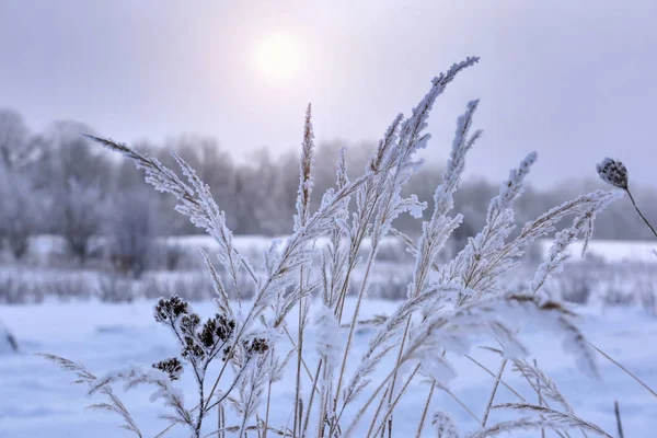 Vinter Landskap Frostig Snöig Dag Rimfrosten Gräs — Stockfoto