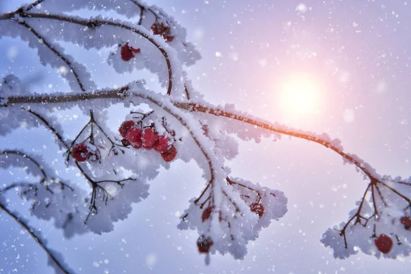 Neve Coberto Vermelho Viburnum Bagas Ramo Sol Brilha Através Ramos — Fotografia de Stock