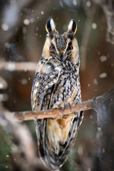 Long Ear Owl Asio Otus Sitting Tree — стоковое фото