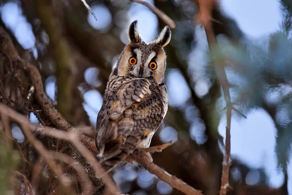 Eine Langohreule Asio Otus Sitzt Auf Einem Baum Und Blickt — Stockfoto