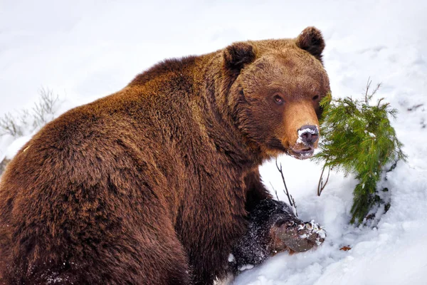 Άγρια Αρκούδα Στο Χιόνι — Φωτογραφία Αρχείου