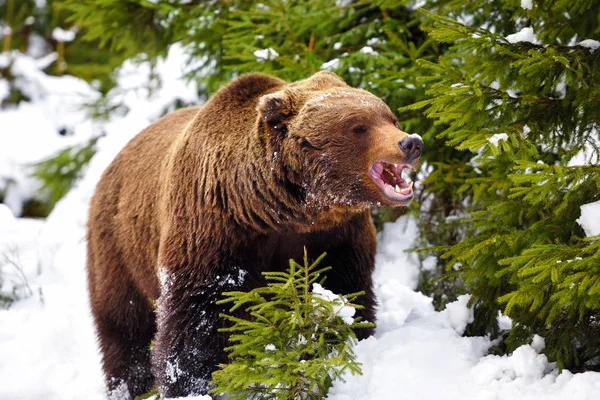 Wild Brown Bear Winter Forest — Stock Photo, Image
