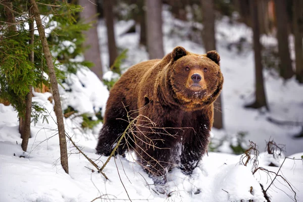 Wild Brown Bear Winter Forest — Stock Photo, Image