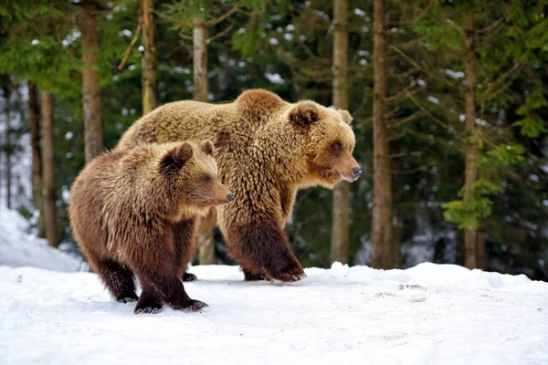 Nőstény Medve Medve Cub Téli Erdő — Stock Fotó