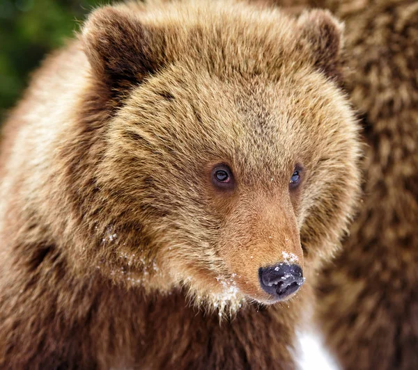 Güzel Kahverengi Ayı Yavrusu Ursus Arctos Portresi Yakından — Stok fotoğraf