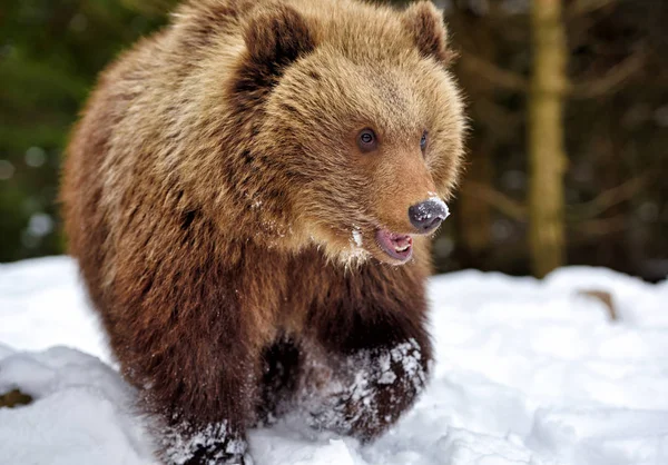 Wild Brown Bear Snow Winter Forest — Stock Photo, Image