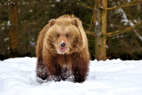 Cute Little Brown Bear Snow Winter Forest — Stock Photo, Image