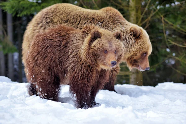 Urso Marrom Com Filhote Floresta Inverno — Fotografia de Stock