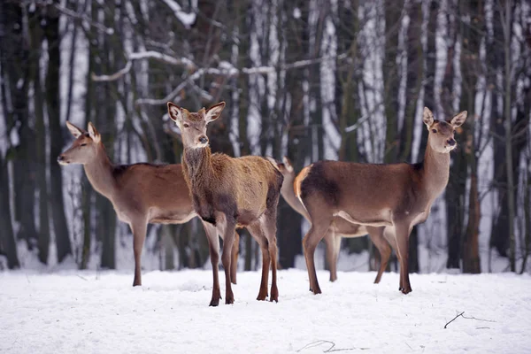 Ciervos Jóvenes Sobre Fondo Del Bosque Invierno — Foto de Stock