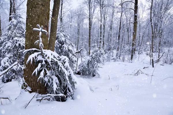 Bosque Invierno Día Nevado Helado —  Fotos de Stock