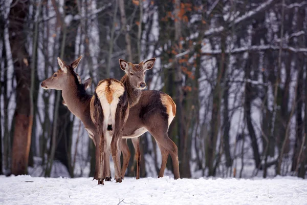Ciervos Jóvenes Sobre Fondo Del Bosque Invierno — Foto de Stock