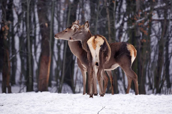 Ciervos Jóvenes Sobre Fondo Del Bosque Invierno — Foto de Stock