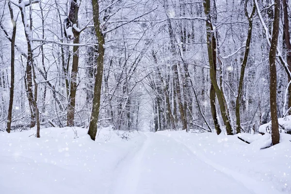 冬季景观 乡村道路穿过森林与雪 — 图库照片