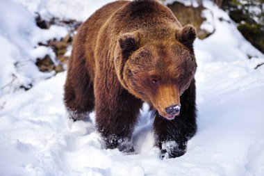 Karda vahşi kahverengi ayı (Ursus arctos)