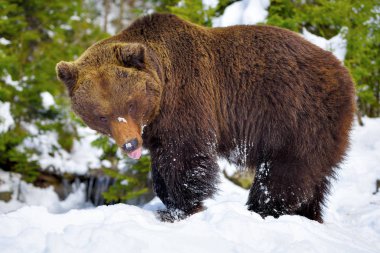 Binturongun doğal yaşam ortamı içinde boz ayı (Ursus arctos)
